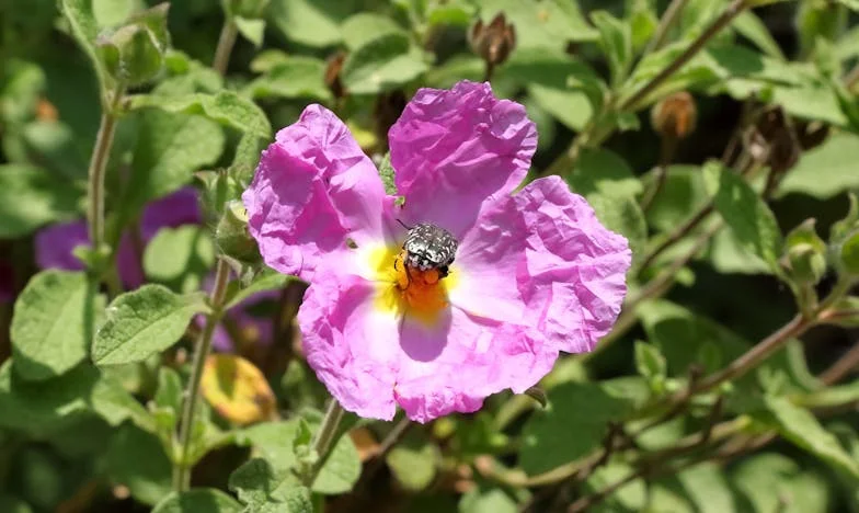 Otad Samo Gledam Slike Svog Unuka: Priča o Razdoru i Tišini