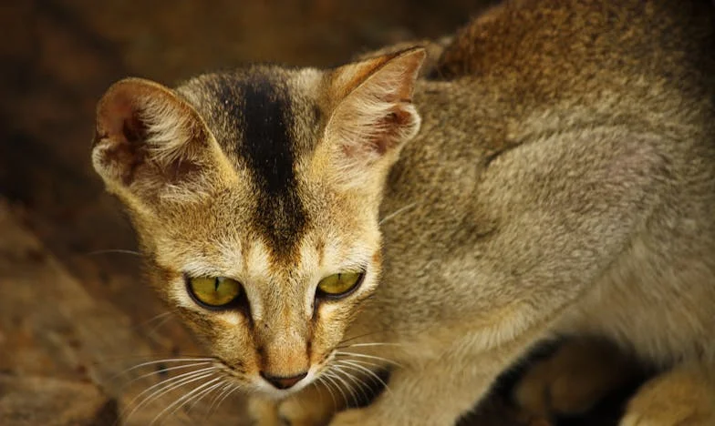 Подарок за мајка ми — или како парите ни ја разнишаа љубовта