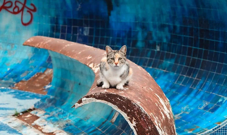 Пукнатата стакларница и женската итрина: Како една интрига замалку не ги уништи две семејства