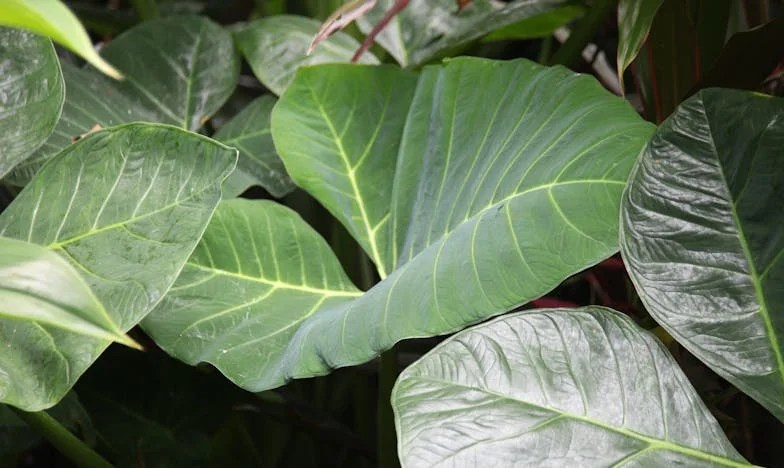 Таа врата што никој не ја отвора