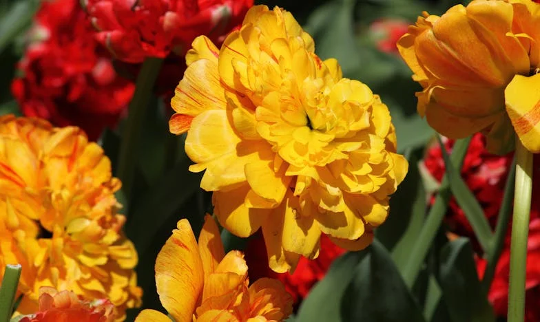 Tetka i Rođak Useljavaju: Tajne Ispod Jednog Krova