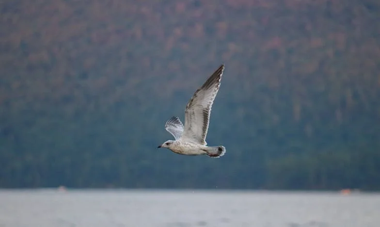 Cvijeće za bivšu, tišina za mene: Priča o ljubavi, sumnji i boli