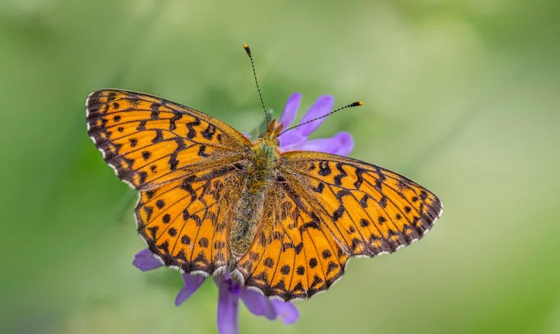 Godina pod jednim krovom: Kad su baka i djed uselili k nama