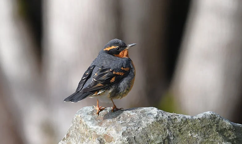 Izdana od muža, ostavljena bez djece – Moja tiha osveta i neočekivani novi početak