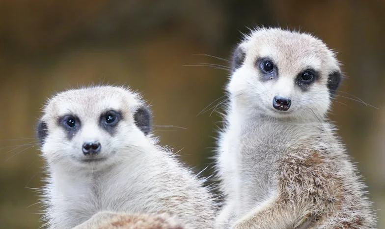 Između Dva Svijeta: Kako Preživjeti Kad Te Najbliži Odbiju