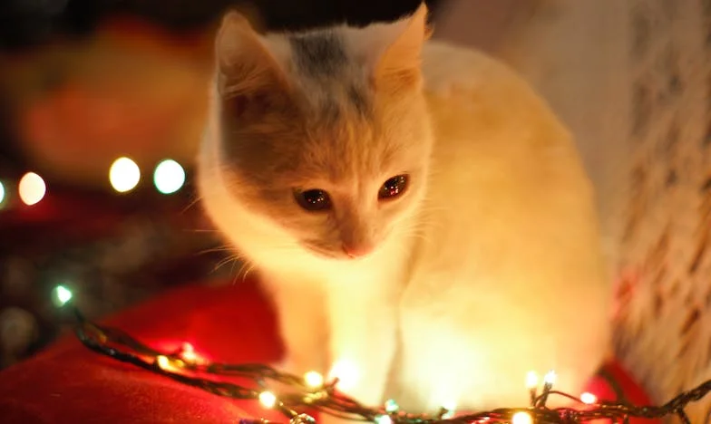 Između dvije vatre: Kako sam pogriješila s punicom i sada se bojim ostati sama s njom