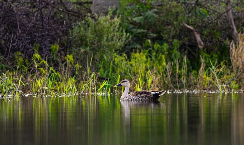Između Ljubavi i Novčanika: Priča o Emiru i Jasmini