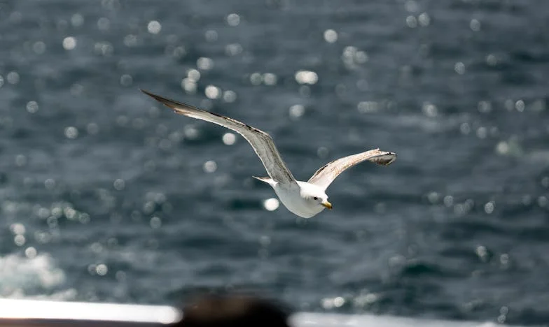 Kad me Ivan zaprosio, rekla sam ne i udala se za Dinu: Dvadeset godina kasnije, sudbina nas je opet spojila