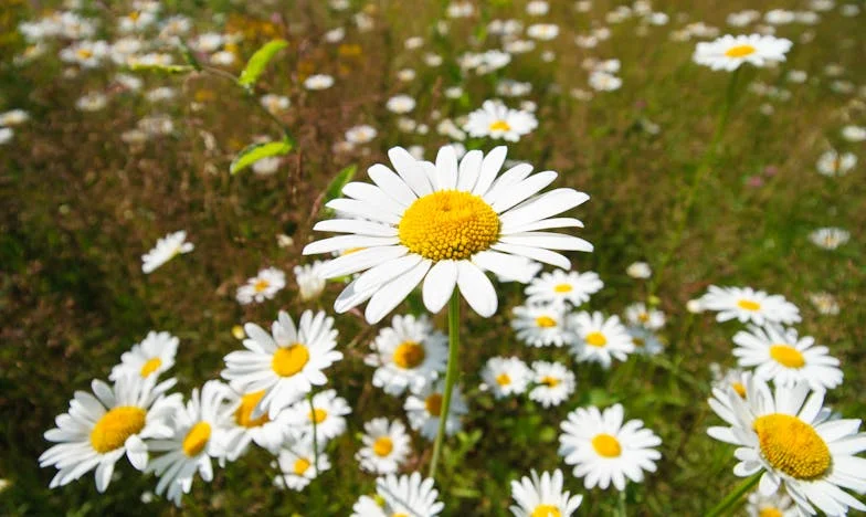 Kad Sam Ostavila Sve: Pismo Iz Kalifornije