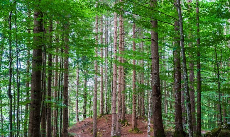 Kad Suze Presuše: Priča o Bratu, Njegovoj Ženi i Našoj Obitelji