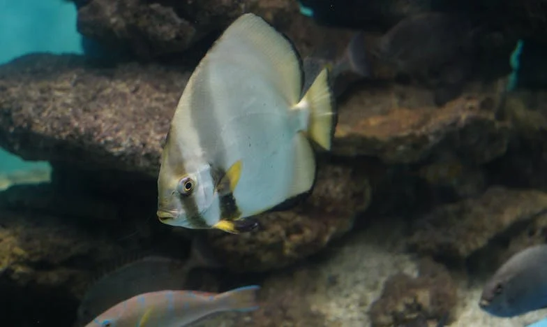 Kad ti se prošlost vrati na vrata: Priča o izdaji, oprostu i novom početku