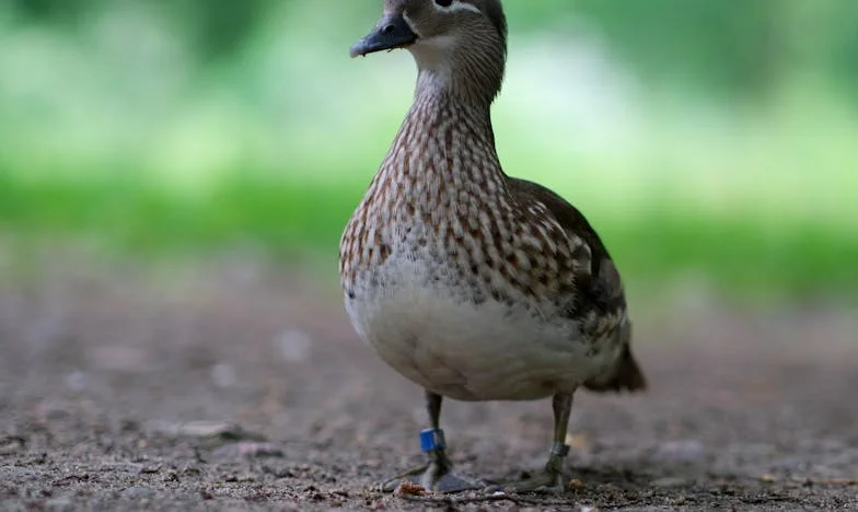 Kako sam pobjegla iz kandži svekrve: Priča jedne Snježane