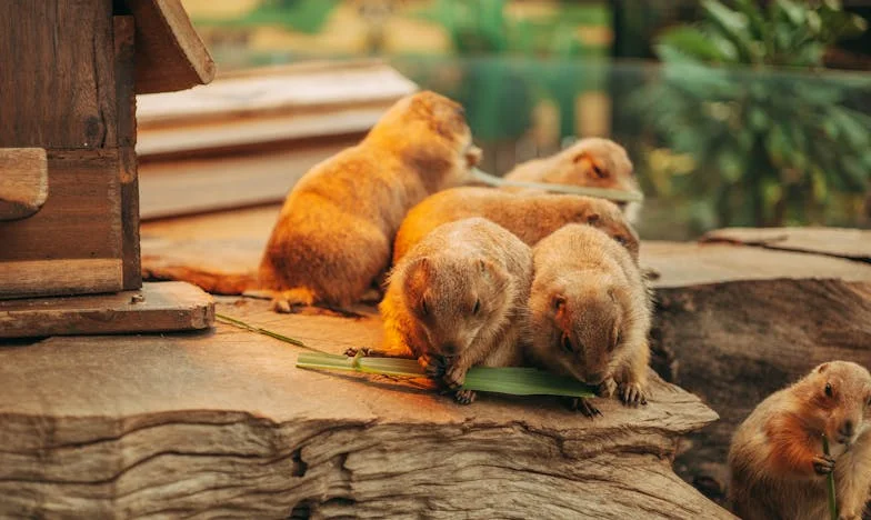 Kuća na prodaju, srce na čekanju: Priča o svekrvi, obitelji i neizvjesnosti