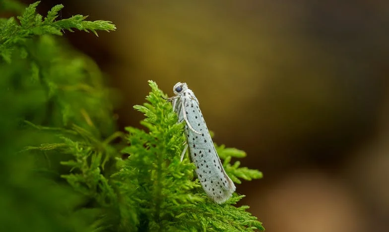 Kuća na raskršću: Bitka za naslijeđe