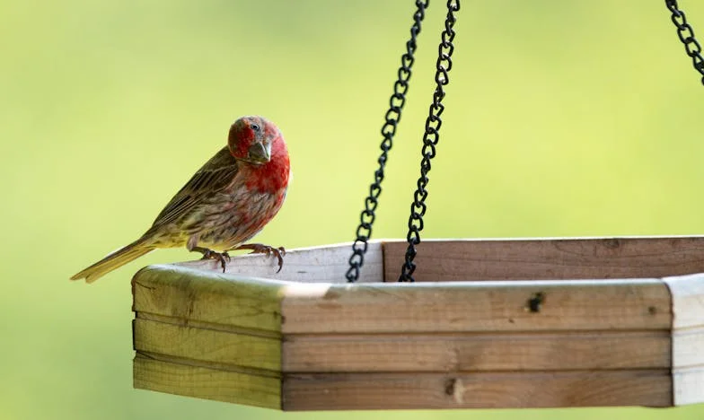 Ljubav na tržnici: Kad srce ponovno progovori u šezdesetoj