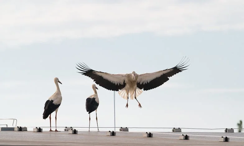 Majčina Pravila: Kako Me Svekrvina Tradicija Gotovo Slomila
