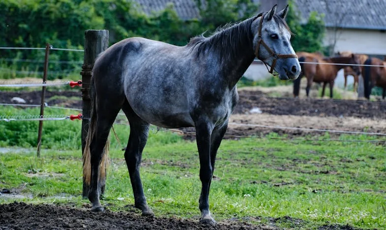 Majčina Suza: Kad Između Sina i Svekrve Nema Granica