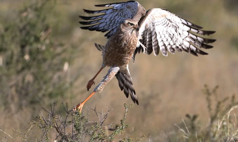 Nekad tatina princeza, danas pred vratima: Bitka za dom i dostojanstvo