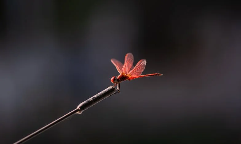 Očeva suza na prozoru doma: Jesam li izdala vlastitu obitelj?
