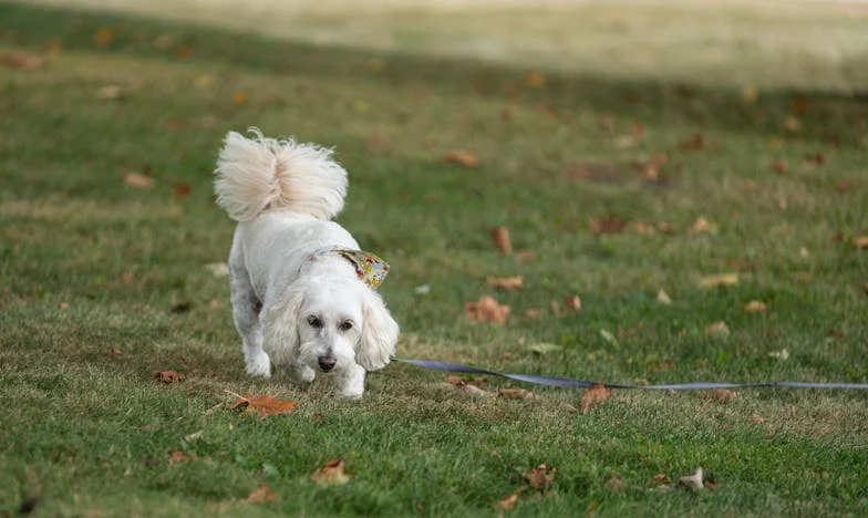 Baka Ankica i stan koji je nestao: Priča o izdaji i oprostu