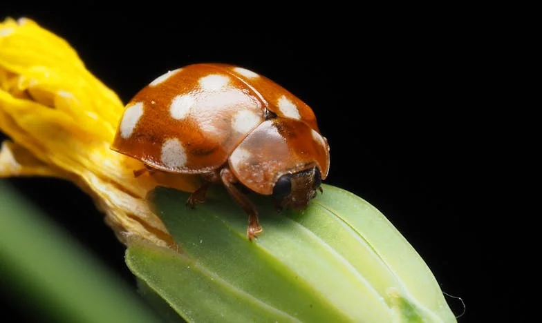 Baka, mama kaže da moramo razmisliti o domu: Priča o ljubavi, ponosu i boli jedne zagrebačke obitelji