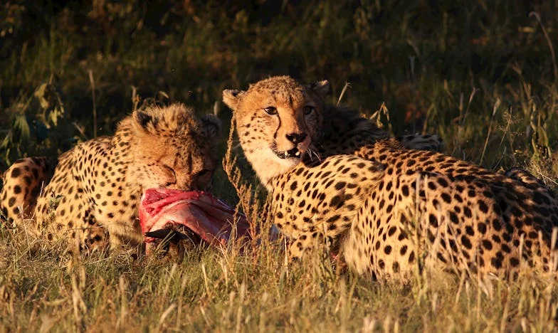 Ispod Istog Krova: Kako Sam Preživjela Strah od Zeta