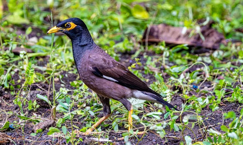 Između Sjena i Nade: Strah Koji Mi Je Ukr'o Mir