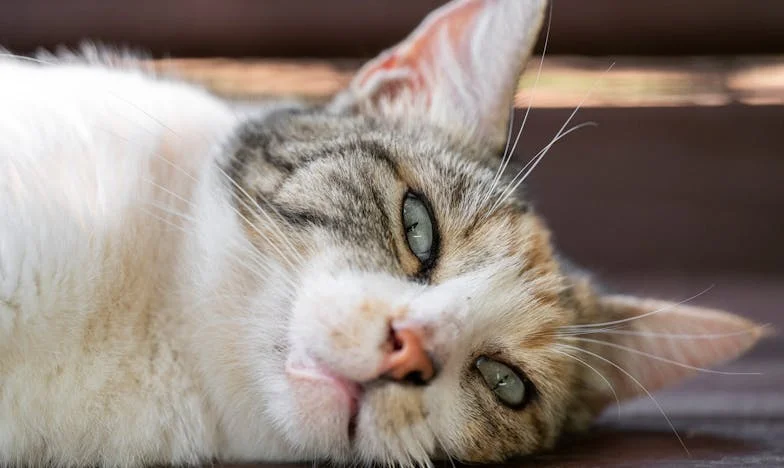 Kad ljubav boli: Kako smo pomagali kćeri i zetu, a izgubili mir u vlastitoj kući