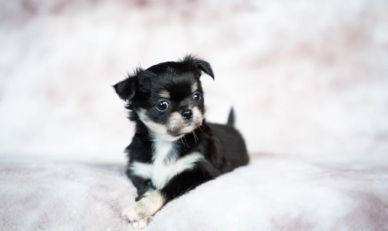 Kad me sin pozvao: Priča o oprostu, obitelji i neočekivanoj pomoći