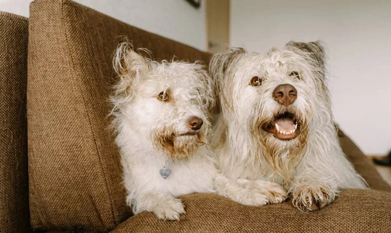 Kad ti dom postane tuđi: Priča o izdaji nakon smrti voljenog čovjeka