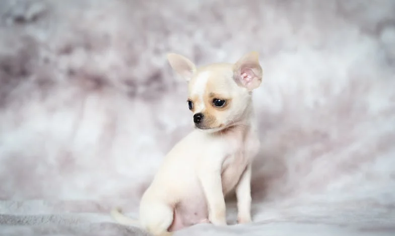 Kada te tvoje dijete zaboravi: Ispovijest jedne majke iz Beograda