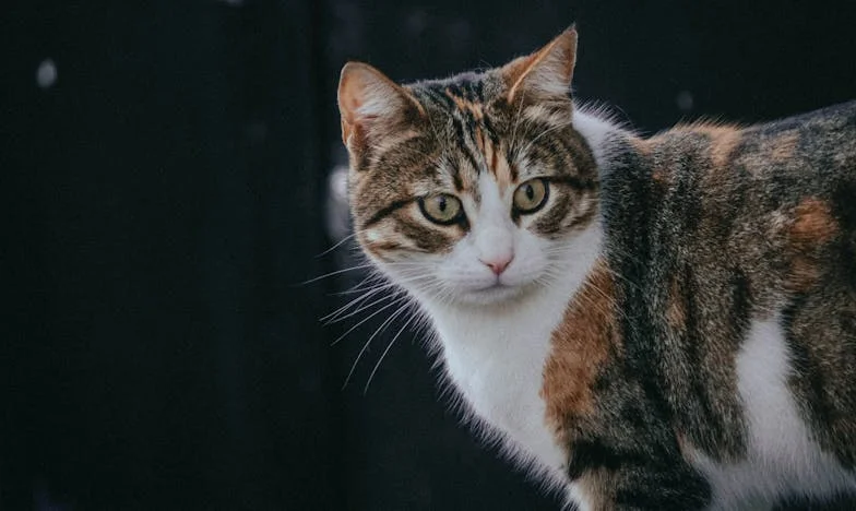 Mir u oluji: Kako sam pronašla snagu kad mi je sin stvorio novu porodicu