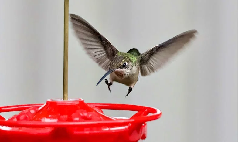 Opet Ona Tema: Majčina Opsesija Nasljedstvom Na Rođendanu Moje Kćeri