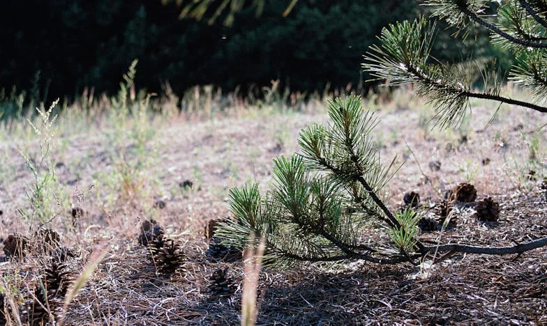 Ozvanja neizgovorenih upozorenja: Priča o Mariji, Luciji i njihovoj obitelji