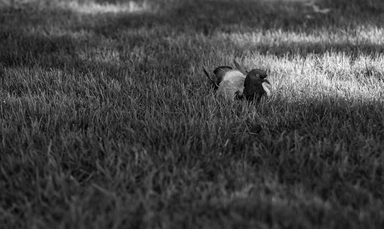 Pozvala sam bivšu snahu na ručak — sada mi je sin stranac