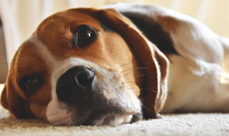 Te noći kad sam izbacila sina i snahu iz kuće – granica koju nisam mogla preći