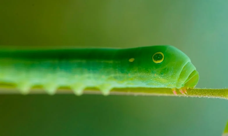 U Senci Mog Oca: Priča iz Novog Sada