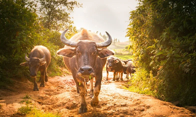 Usvajanje koje je razdvojilo moju obitelj: Istina koju nismo htjeli znati