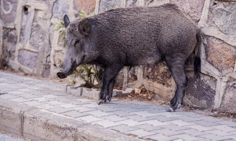 Auto, obitelj i neizrečena oprosta – priča o povjerenju i razočaranju jedne žene iz Zagreba