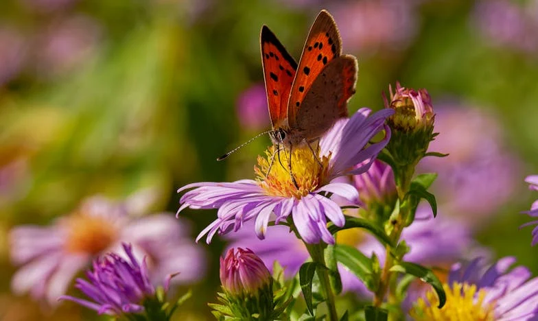 Bakin stan, majčina sjena: Kako smo sestra i ja vratili svoj život