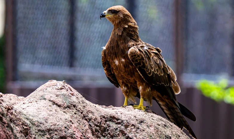 Dvadeset Godina Tišine: Ponuda Koja Mijenja Sve