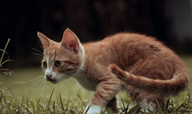 Između ljubavi i nasljedstva: Priča o obitelji Kovačević