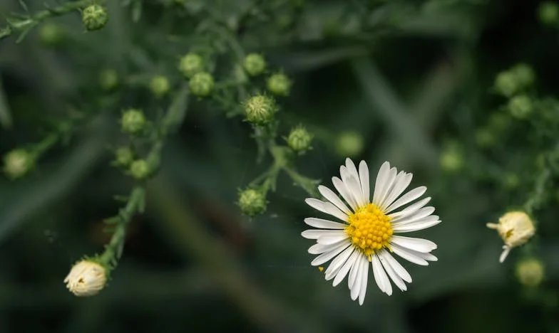 Između Oporuke i Oprosta: Moja Borba za Mir u Obitelji
