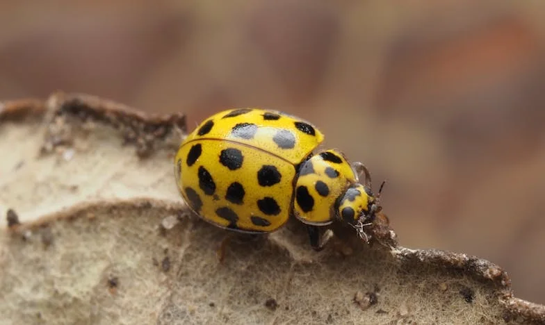 Jesam li bila pregruba prema Dariju zbog njegovog ručno izrađenog poklona?