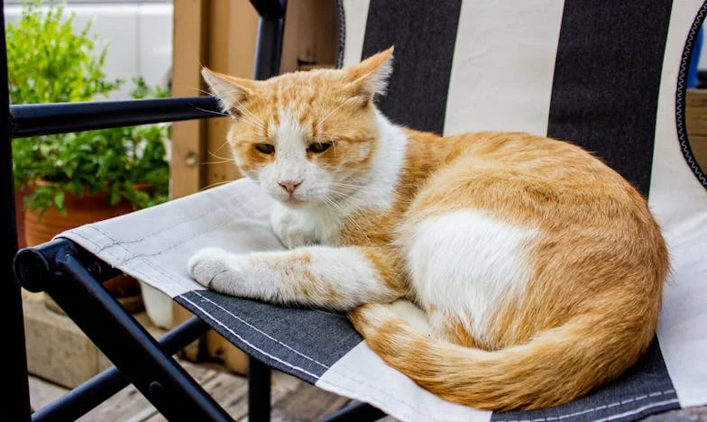 Kuća na posudbu: Kad obiteljska pomoć ima cijenu