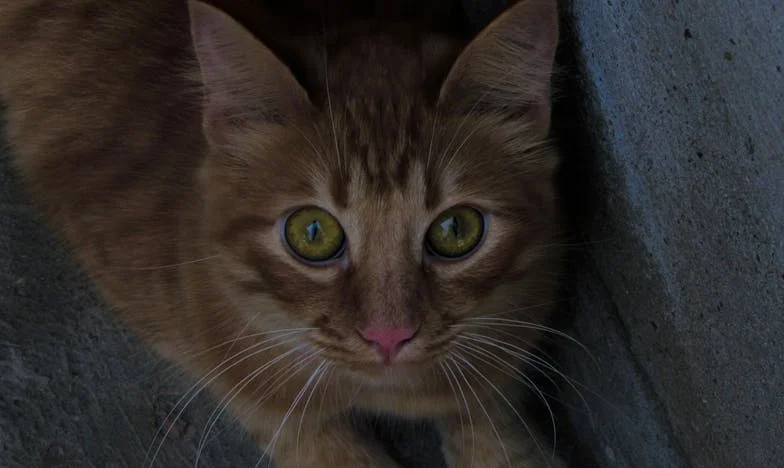 Prihvatila sam čuvanje unuka na nekoliko dana – mjesec dana kasnije, shvatila sam da se moj život zauvijek promijenio