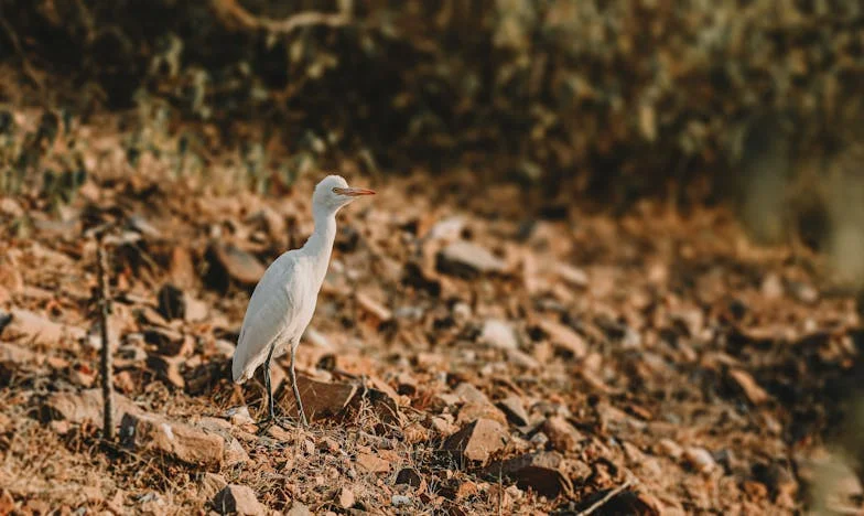 Sama na dvorištu: Priča jedne bosanske majke iz sela