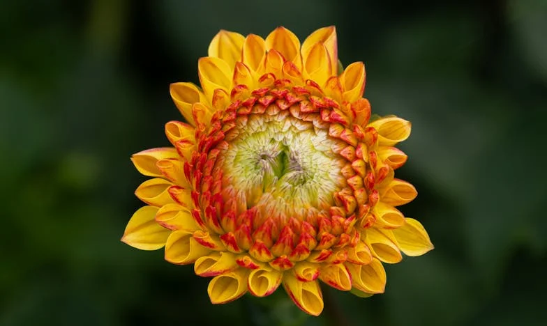 Teret ljubavi: Kad pomaganje postane teret