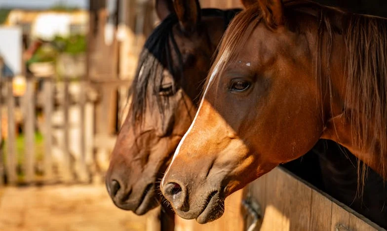 Treba li bivša svekrva viđati moju kćer? Priča o lojalnosti, boli i teškim izborima