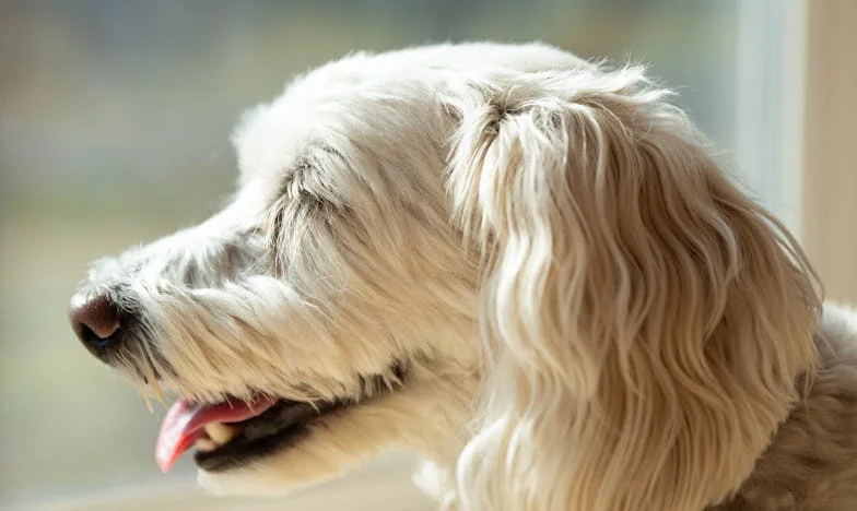 U sjeni svekrve: Bitka za vlastiti život u zagrebačkom stanu